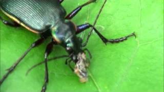 Calosoma beetle eating cankerworm [upl. by Aniela507]