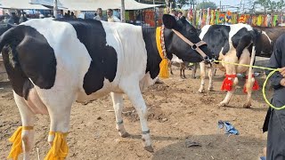 KHARIAN JANWAR MANDI TODAY BEAUTIFUL MILKING COW RATES  16112023 [upl. by Ozen102]