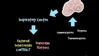 AS PE RCC  Respiratory Control Centre [upl. by Berwick]