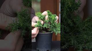 Cryptomeria progression Japanese cedar Bonsai bonsai [upl. by Oshinski]