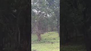 Bandipur tiger reserve entrance [upl. by Yerhcaz]