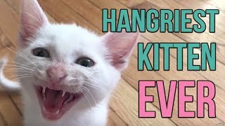 Hangriest Kitten EVER [upl. by Morra]