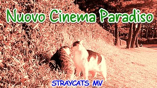 MV Nuovo Cinema Paradiso [upl. by Qifar]