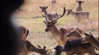 Coming soon…bowhunting fallow deer in Magaliesburg trailer [upl. by Arehahs421]