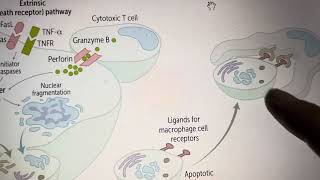 Mechanism of Apoptosis in the Simplest Way General pathology part 3 [upl. by Sheff]