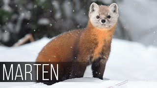 MARTEN is the most charming hunter Marten against a cat and a hawk How the marten hunts [upl. by Housen226]