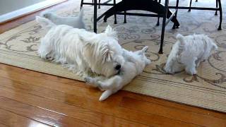 Westie Mom  Pups [upl. by Leak]