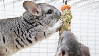 Chinchilla STICK TREAT [upl. by Ladonna599]