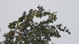 Kobczyki 🔅 Redfooted falcon Falco vespertinus [upl. by Tihw]