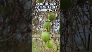 Early spring and the Passion Fruit plant already set fruits passionfruit passionflower [upl. by Aitam]