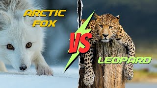 Leopard vs Arctic fox compared  Differences between arctic fox and leopard [upl. by Leifeste934]