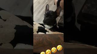 French Bulldog puppy bark puppy puppies frenchies bulldog barking [upl. by Trent779]