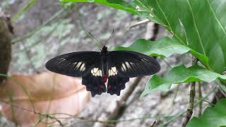 Red Bodied Swallowtail Cherry Tree Bay Cooktown QLD 20012012 [upl. by Manard]