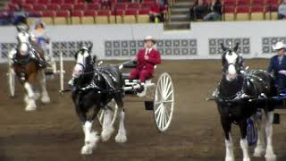 World Clyde Show 2018 day one highlights [upl. by Edie]