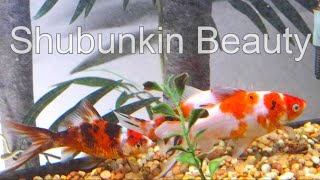 AAA Show Quality Shubunkin Goldfish water change [upl. by Norraj]