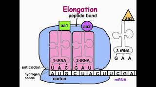 Elongation Step of DNA Translation [upl. by Adnic367]