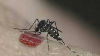 Aedes aegypti and Aedes albopictus  A Threat in the Tropics  PART 1 [upl. by Nugesulo]