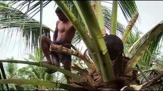 Coconut Production in Sri Lanka 2005 [upl. by Swamy]