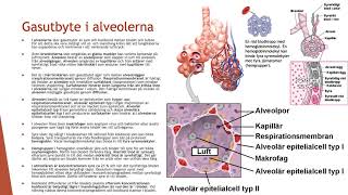 Lungor och respiration  Biologi 2 100 p [upl. by Madelle243]