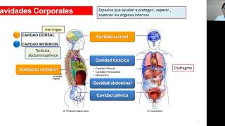 CAVIDADES CORPORALES Y MEMBRANAS [upl. by Acirretahs]