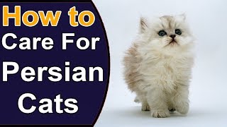 How to Feed Baby Pets at Home  Tips for New Pet Owners [upl. by Nonad]