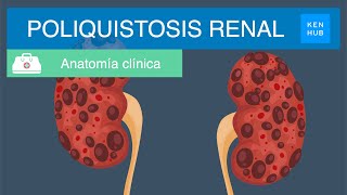 Poliquistosis renal Definición causas síntomas diagnóstico y tratamiento  Kenhub [upl. by Penland19]