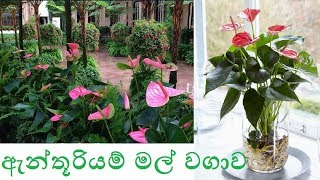 ඇන්තූරියම් මල් වගාකිරීම සඳහා උපදෙස් [upl. by Adnilec]