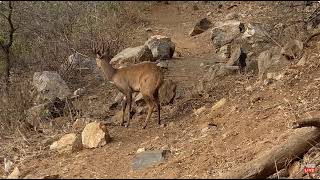 Handsome Cape Bushbuck At Oliphants River SA 8 2 2024 [upl. by Millan]