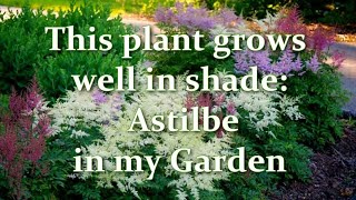 How Im Planting and Growing Astilbe in my Garden Astilbe varieties  Alexas Garden [upl. by Cordle]