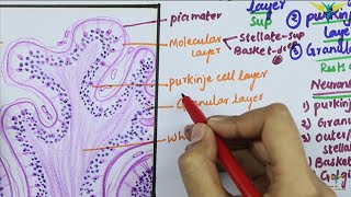 Histology of CEREBELLAR CORTEX [upl. by Aitat286]