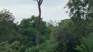 Two Howler Monkey Groups In Front Yard [upl. by Nauqaj785]