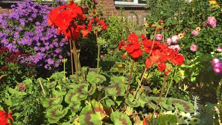 Hoe geraniums overwinteren en verzorgen [upl. by Valdis821]