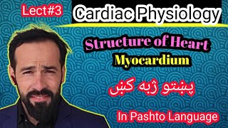 Le3 Physiology of Heart  Structure of heart  Layers of Heart  Structure of Myocardium [upl. by Jorrie259]