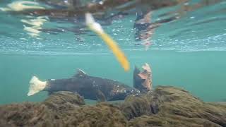 Salmon fish in Boardman River Michigan [upl. by Llehcnom]