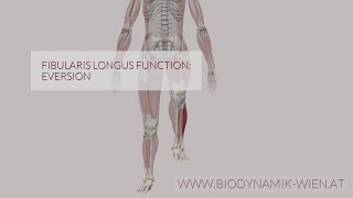 Fibularis Longus Function Eversion 3D Animation [upl. by Fuller]