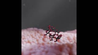 BetaCyclodextrin Lipid bilayer [upl. by Dachia547]