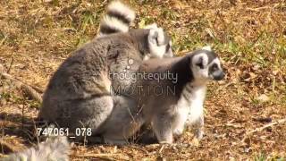 交尾をするワオキツネザル／Ring tailed lemurs mating Miami [upl. by Birch400]