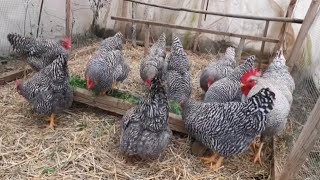 amrock chicken  amrock chicken breed 🐓🐓🐓 [upl. by Read]