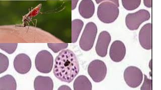 life cycle of Plasmodium [upl. by Emelyne]