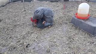 Poultry breeding amrock chicken [upl. by Aikan]