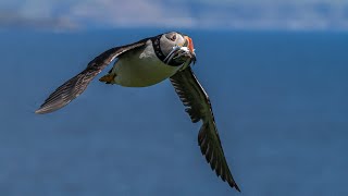 Choughs and the murder of Thomas a Becket Chuffs of South Wales [upl. by Iruj73]