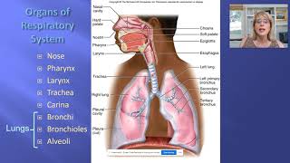 Respiratory  2 [upl. by Roobbie]