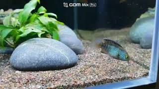 South American Dwarf Cichlid Nannacara Anomala Golden Eye Cichlid [upl. by Sergeant]