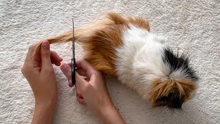 The Times You Absolutely NEED to Bathe and Trim Your Guinea Pig [upl. by Rockey814]