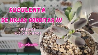 🍬SUCULENTA DE HOJAS GORDITAS┃CUIDADOS PARA TU COTYLEDON ORBICULATA OOPHYLLA [upl. by Lrig]