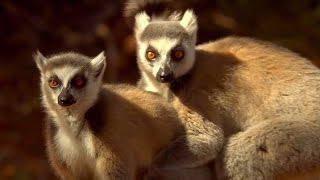 Lemurs Scent Attracts Females  Animal Attraction  BBC Earth [upl. by Nairehs]