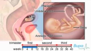 3 Major Stages of Fetal Development ConceptionBirth [upl. by Erdreid]