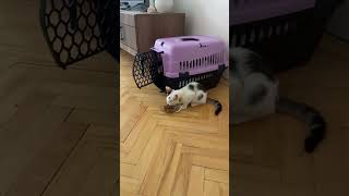 Kedi sahiplenmeye gidiyoruz 😻 cat kedisesi catvideos kedi 🎥nergizhilaal [upl. by Krystin479]