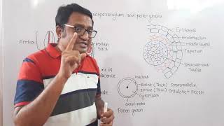 Stamen Microsporangium and pollen grain NCERT [upl. by Cole406]