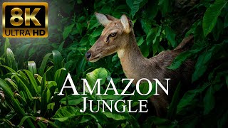 Amazon Jungle 8K ULTRA HD  Wild Animals of Rainforest  Relaxation Film [upl. by Rabah]